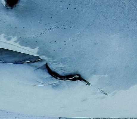 Shark Picture